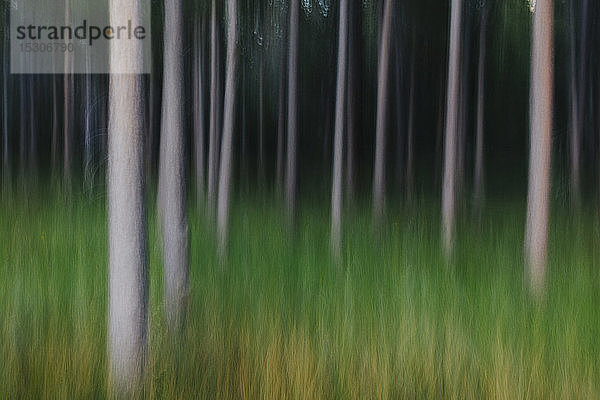 Unscharfe Bewegungsabstraktion von Lodgepole Kiefernwald und Wiese.