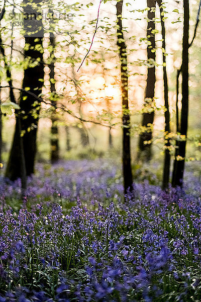 Teppich von Glockenblumen in einem Wald im Frühling.