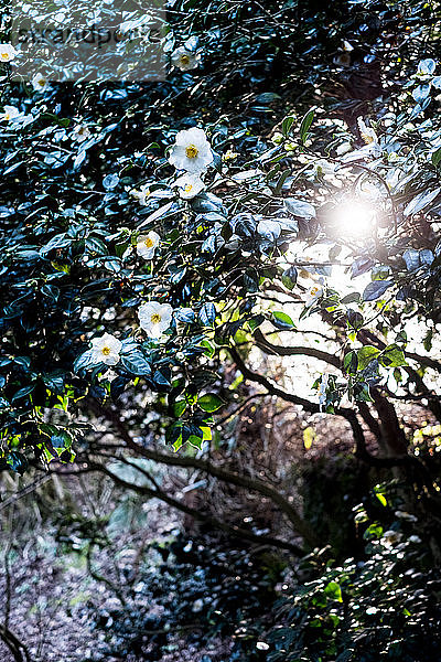 Sonnenlicht filtert durch die Zweige eines Baumes mit weißen Blüten.