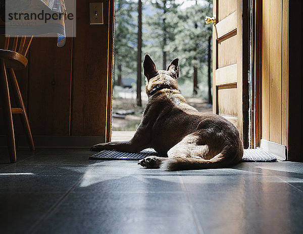Hund gemischter Rasse  der im Türrahmen einer Hütte in einem Sonnenfleck sitzt.