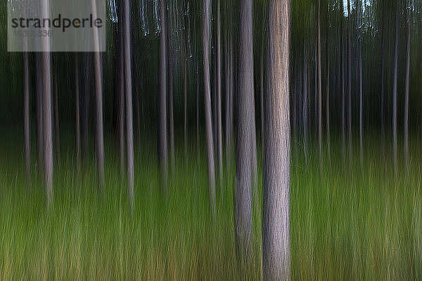 Unscharfe Bewegungsabstraktion von Lodgepole Kiefernwald und Wiese.