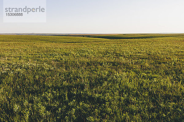 Blick über die weite offene Fläche des Tallgrass Prairie Preserve im Frühling  mit üppigem Gras  das sich bis zum Horizont erstreckt.