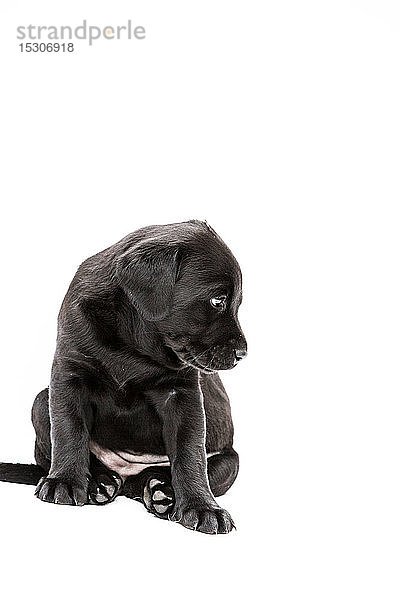 Sitzender schwarzer Labrador-Welpe auf weißem Hintergrund.