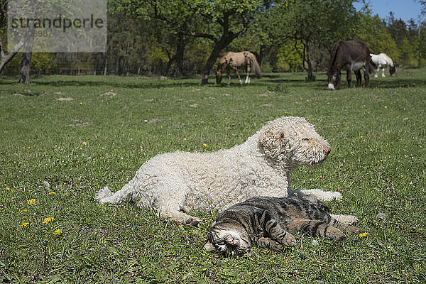 Katze und Hund liegen in sonnigen ländlichen Frühling Feld mit Pferden im Hintergrund