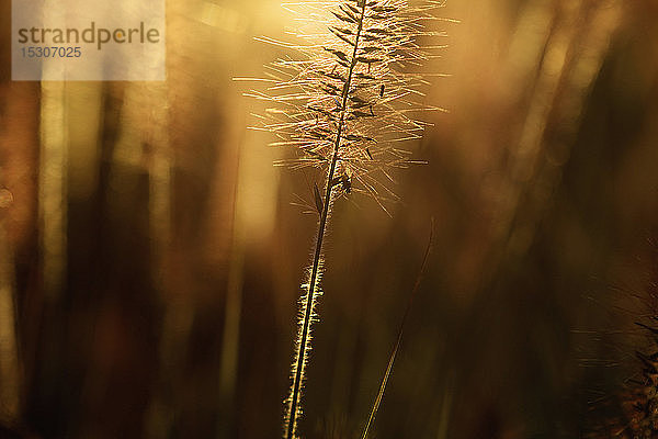 Nahaufnahme Wiese bei Sonnenuntergang