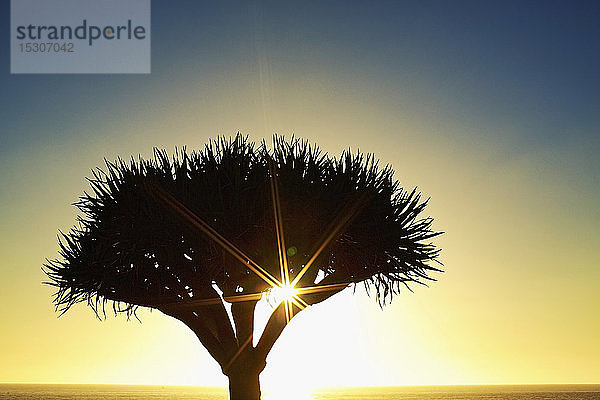 Die Sonne scheint hinter der Silhouette eines Baumes  Encinitas  Kalifornien  USA