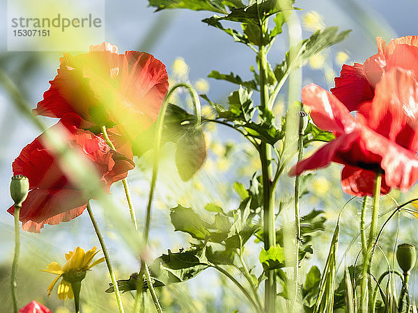 Nahaufnahme rote Mohnblumen