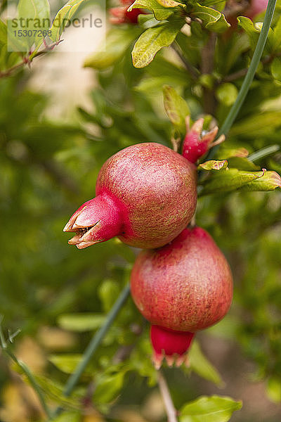 Nahaufnahme Bio-Granatapfel wächst auf einem Zweig