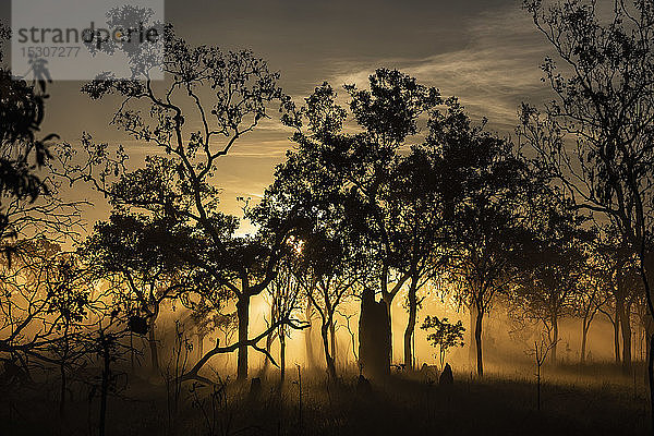 Ätherischer Sonnenaufgang hinter silhouettierten Bäumen  Kakadu National Park  Australien