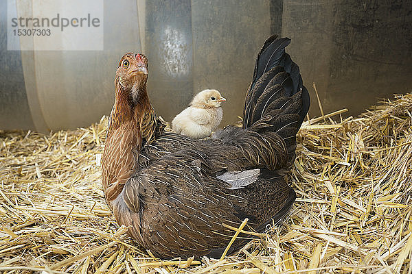 Babyküken sitzt auf der Henne im Stroh