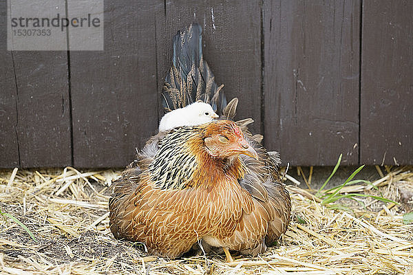 Küken liegt auf der Henne im Stroh