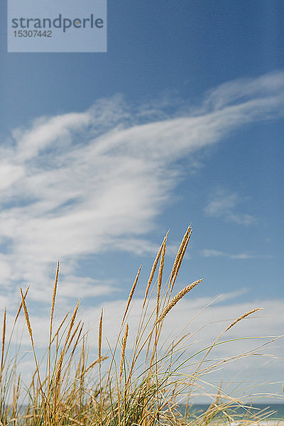 Goldenes Strandgras unter sonnigem  idyllischem blauem Himmel mit Wolken