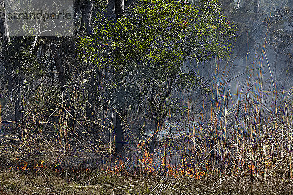 Vorbeugendes Flächenbrandfeuer im Wald  Kakadu National Park  Australien