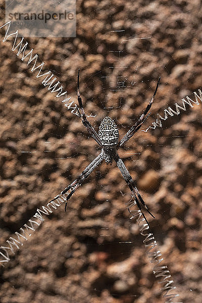 Nahaufnahme einer Spinne mit langen Beinen  die über ein Spinnennetz gespreizt sind