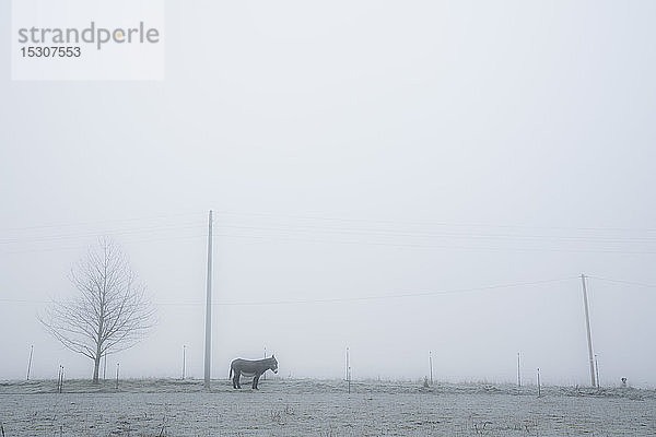 Esel auf einer ruhigen  nebligen Weide  Wiendorf  Mecklenburg  Deutschland
