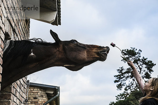 Mädchen zeigt einem neugierigen Pferd  das sich aus dem Scheunenfenster lehnt  eine Tulpe