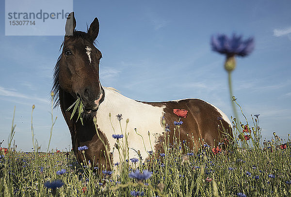 Porträt Pferd grasen in sonnigen ländlichen Feld mit Wildblumen