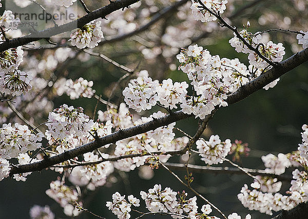Close up rosa Kirschblüte Baum in Blüte
