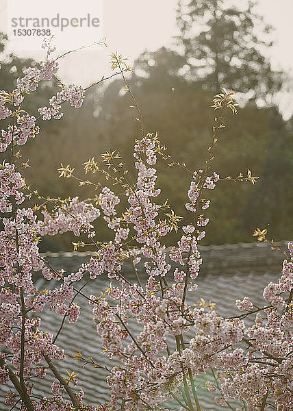 Rosa Kirschblütenbaum in der Blüte  Kyoto  Präfektur Kyoto  Japan