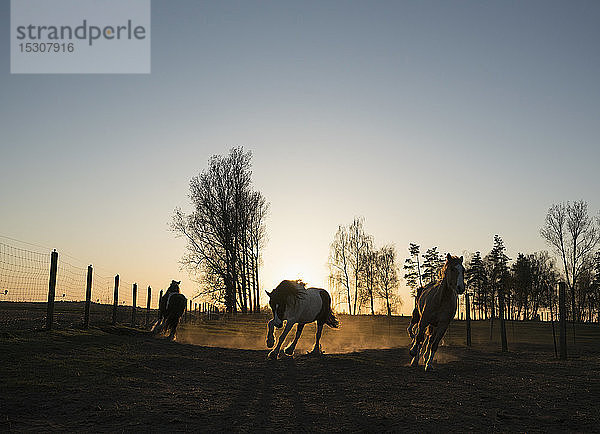 Pferde auf einer idyllischen Weide bei Sonnenuntergang  Wiendorf  Mecklenburg  Deutschland