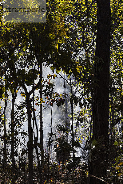 Vorbeugende Brandbekämpfung in tropischen Wäldern  Kakadu National Park  Australien