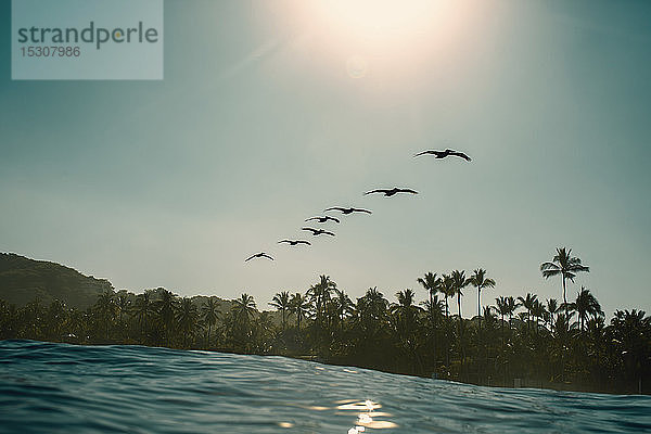 Silhouette Vögel fliegen in einer Reihe über sonnigen  idyllischen tropischen Ozean  Sayulita  Nayarit  Mexiko