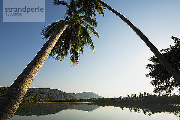 Palmen  die sich über einen ruhigen  friedlichen tropischen Fluss lehnen  Platinitos  Nayarit  Mexiko