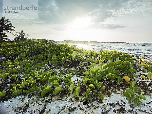 Pflanzen  die während des Sonnenuntergangs am Strand an der Makalawena-Bucht gegen den Himmel wachsen