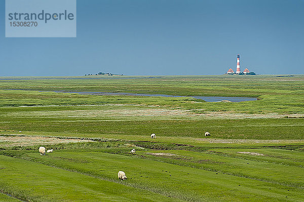Deutschland  Schleswig-Holstein  Schafe auf Salzwiese mit Westerheversand-Leuchtturm im Hintergrund