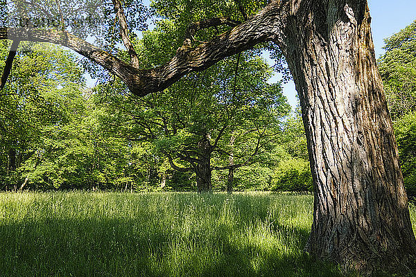 Deutschland  Oberbayern  München  Alte Bäume und Grasfeld im Englischen Garten
