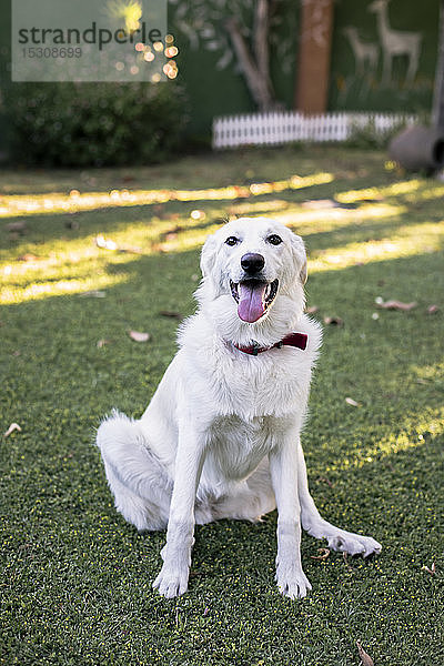 Porträt eines weißen Hundes  der auf einer Wiese im Garten sitzt