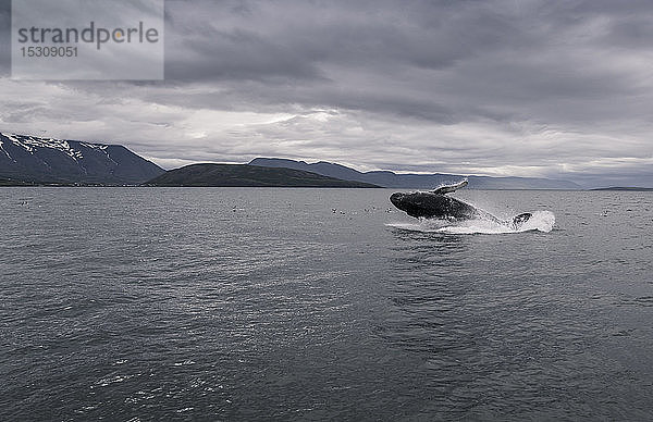 Buckelwal beim Springen im Eyjafjordur-Fjord  Island