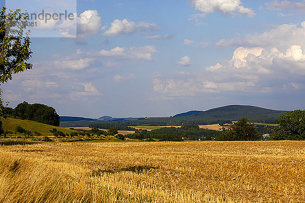 Szenische Ansicht eines landwirtschaftlichen Feldes in der Oberlausitz   Sachsen  Deutschland
