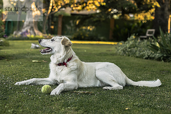 Weißer Hund mit Tennisball auf der Wiese im Garten liegend