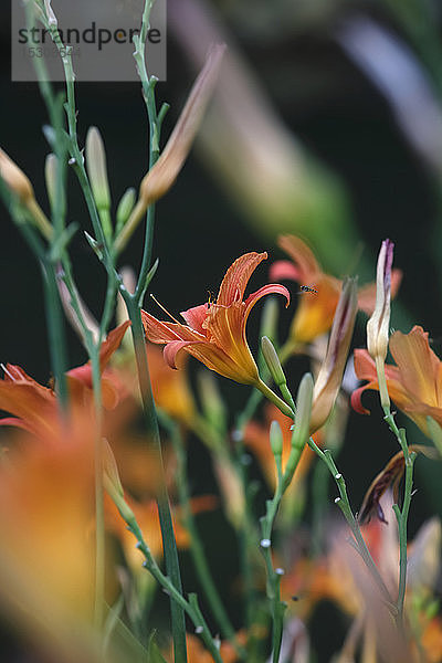 Nahaufnahme von frischen orangefarbenen Lilienblüten