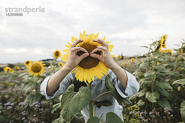 Verspielter Junge  der auf einem Feld sein Gesicht mit Sonnenblumen bedeckt