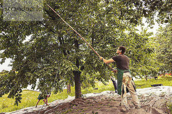 Mann schüttelt Baum während der Kirschenernte im Obstgarten