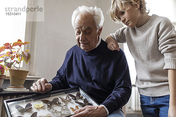 Großvater zeigt Enkel zu Hause Schmetterlingssammlung