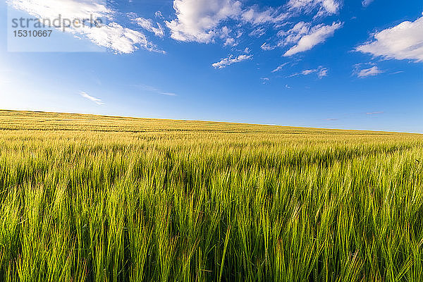 UK  Schottland  East Lothian  Gerstenfeld (Hordeum vulgare) an sonnigen Tagen