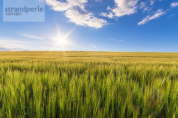 UK  Schottland  East Lothian  Gerstenfeld (Hordeum vulgare) an sonnigen Tagen