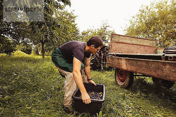 Mann stellt während der Ernte im Obstgarten eine Kiste mit Kirschen auf einen Anhänger