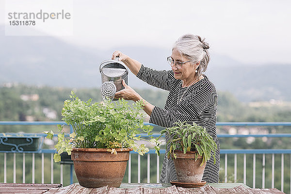 Lächelnde ältere Frau giesst Pflanzen auf ihrer Dachterrasse  Belluno  Italien