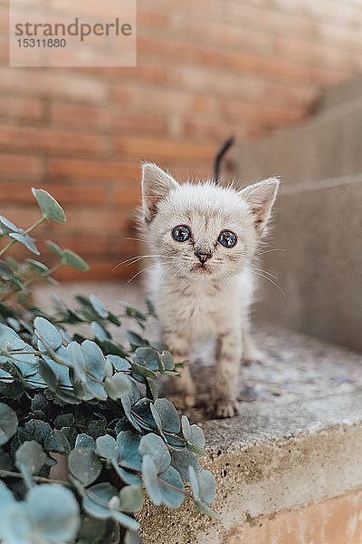 Bildnis eines Kätzchens mit blauen Augen