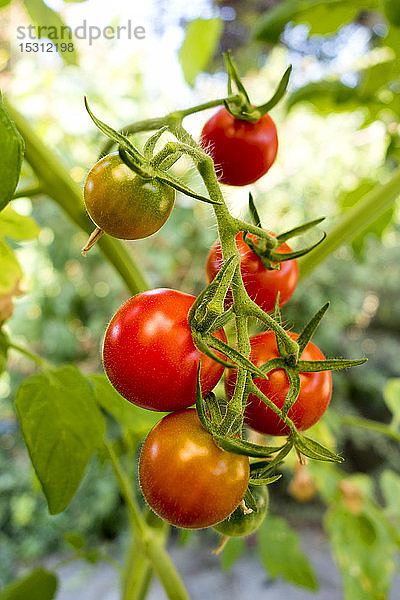 Bio-Tomaten im Garten