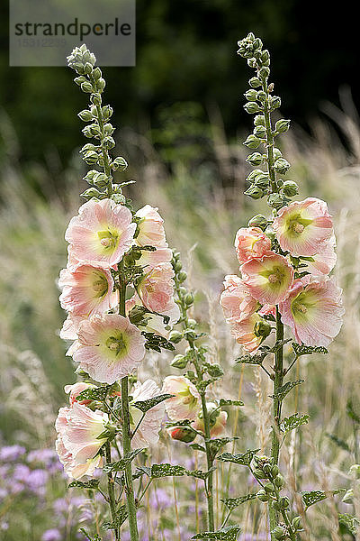 Stechpalme  Alcea rosea