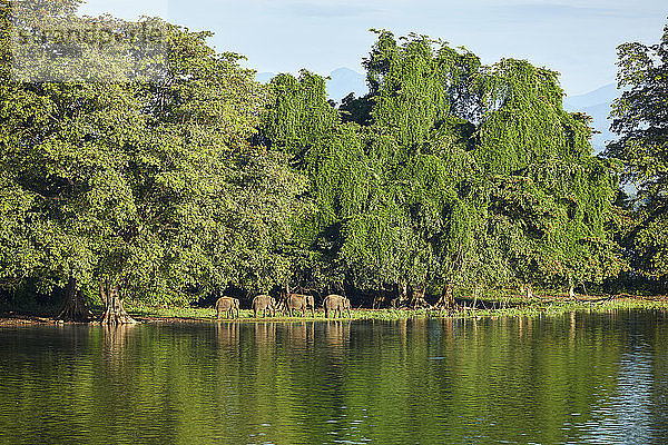 Blick auf die Halbinsel am Udawalawe-Reservoir mit vier jungen Elefanten  Udawalawa-Nationalpark  Sri Lanka