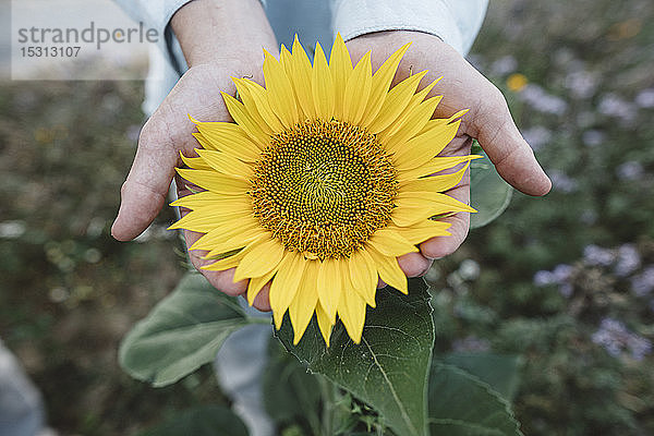 Nahaufnahme einer Sonnenblume in der Hand