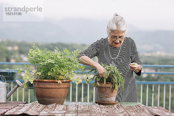 Ältere Frau mit Topfpflanzen auf ihrer Dachterrasse  Belluno  Italien