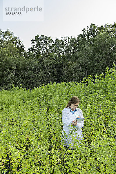 Wissenschaftlerin macht Notizen in einer Hanfplantage