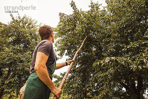 Mann schüttelt Baum während der Kirschenernte im Obstgarten
